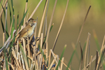 Great Reed Warbler / Drosselrohrs�nger (Acrocephalus arundinaceus)