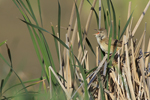 Great Reed Warbler / Drosselrohrs�nger (Acrocephalus arundinaceus)
