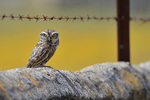 Little Owl / Steinkauz (Athene noctua)