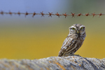 Little Owl / Steinkauz (Athene noctua)