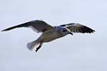 Laughing Gull / Aztekenm�we (Larus atricilla)