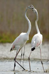 Greater Flamingo / Rosaflamingo (Phoenicopterus roseus)