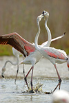 Greater Flamingo / Rosaflamingo (Phoenicopterus roseus)