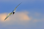 Common Tern / Flussseeschwalbe (Sterna hirundo)