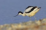 Avocet / S�belschn�bler (Recurvirostra avosetta)