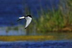 White-winged Black Tern / Weissfl�gelseeschwalbe (Chlidonias leucopterus)