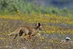 Red Fox / Rotfuchs (Vulpes vulpes)