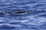 Pilot Whale / Pilotwal (Globicephala melaena)