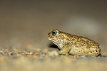 Natterjack Toad / Kreuzkroete (Bufo calamita)