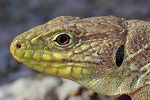 Ocellated Lizard / Perleidechse (Timon lepidus)
