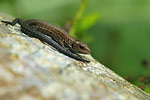 Common Lizard / Waldeidechse (Lacerta vivipara)